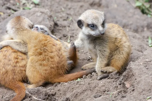 Bebês Meerkat — Fotografia de Stock