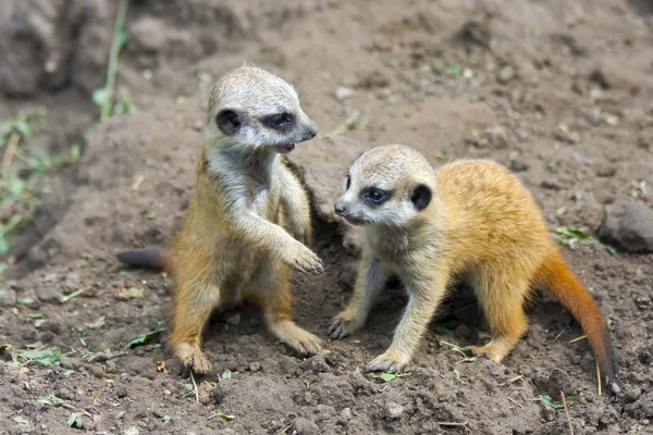 Τα μωρά Meerkat — Φωτογραφία Αρχείου