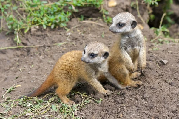 Meerkat bebekler — Stok fotoğraf