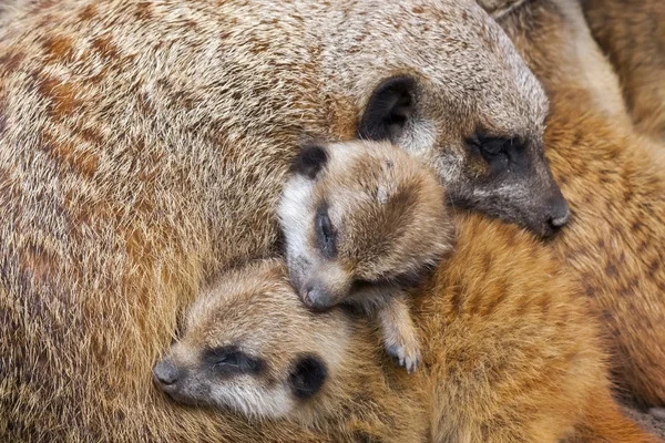 Bebés de suricata — Foto de Stock