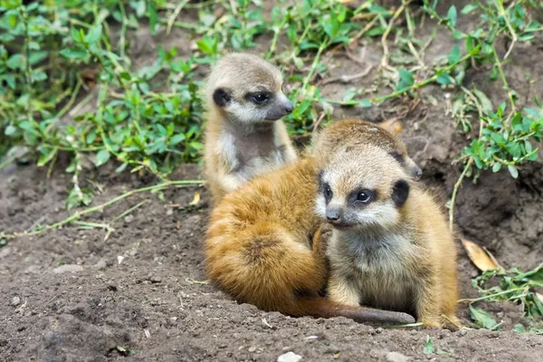 Meerkat baby 's — Stockfoto