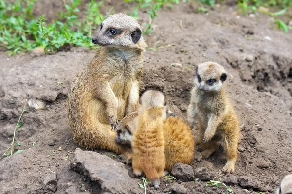 Τα μωρά Meerkat — Φωτογραφία Αρχείου