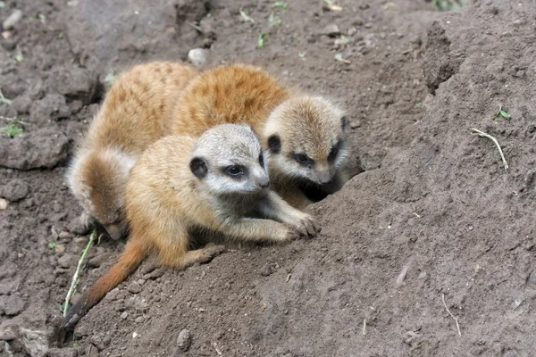 Τα μωρά Meerkat — Φωτογραφία Αρχείου