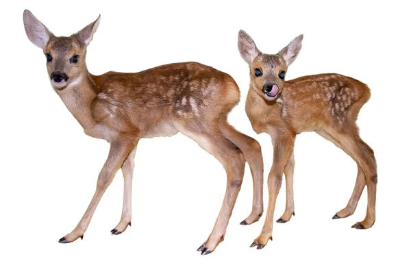 Izole fawns — Stok fotoğraf