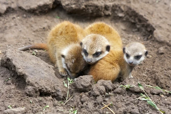 Bebés de suricata —  Fotos de Stock
