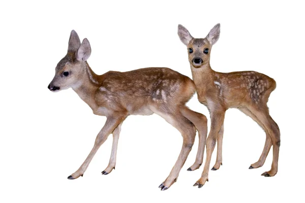 Fawns isolated Royalty Free Stock Images