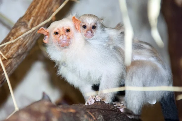 Silvery marmoset with a baby — Stock Photo, Image