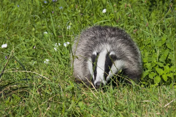 Badger Eropa — Stok Foto