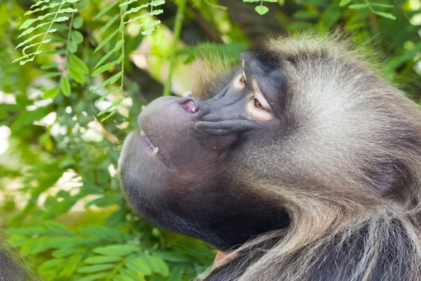 Gelada portrait — Stock Photo, Image