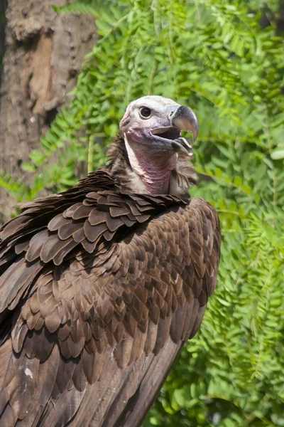 Lappet-faced vulture — Stock Photo, Image
