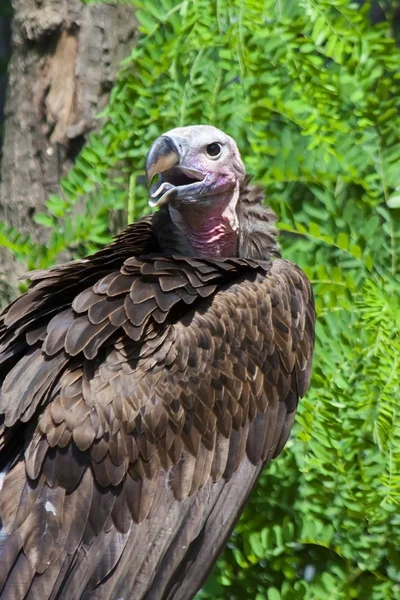 Vautour à face de lapin — Photo