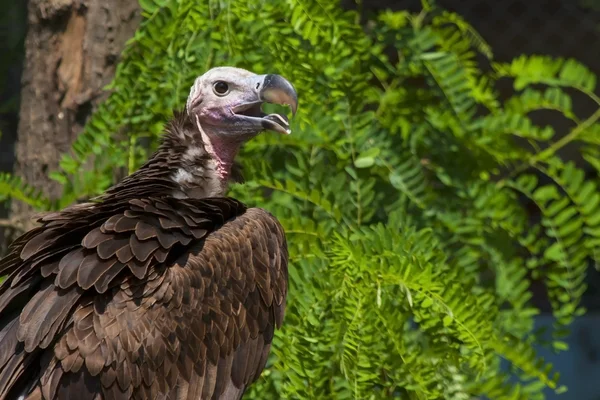 Lappet-faced gam — Stockfoto