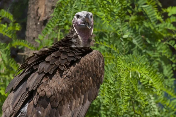 Lappet-faced vulture — Stock Photo, Image