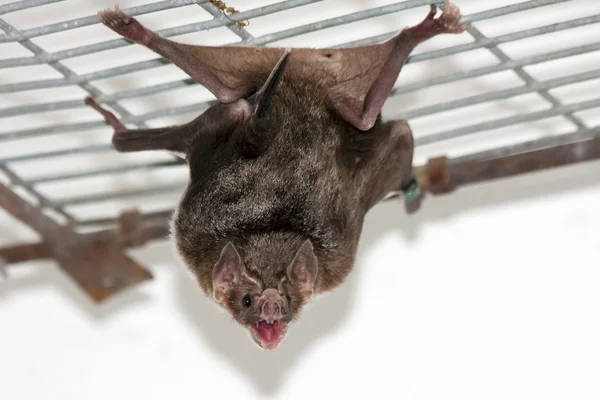 常见的吸血蝙蝠 — 图库照片