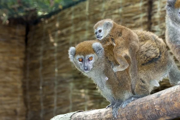 Lac Alaotra gentle lemur — Stock Photo, Image