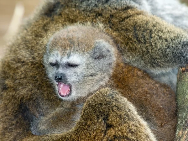 Lac Alaotra gentle lemur — Stock Photo, Image