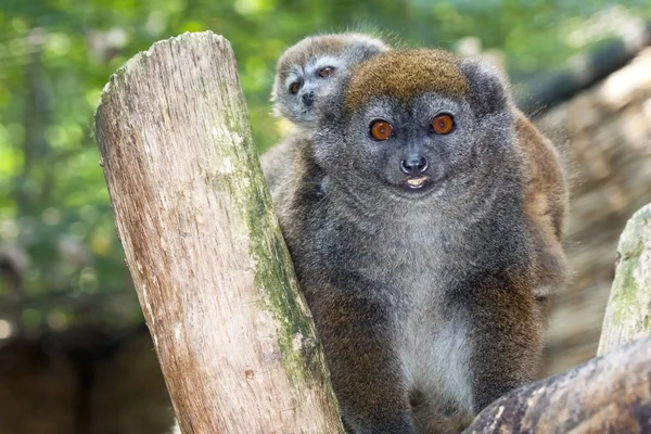 Lac alaotra mild lemur — Stockfoto