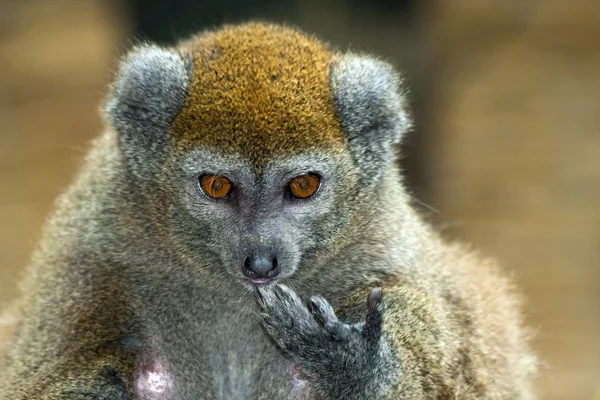 Lac alaotra mild lemur — Stockfoto