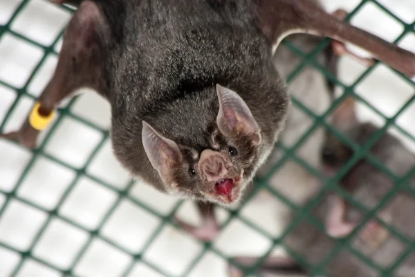 常见的吸血蝙蝠 — 图库照片