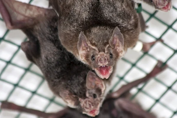 일반적인 흡 혈 박쥐 — 스톡 사진