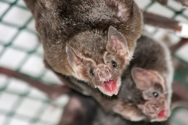 Загальні летюча миша вампір — стокове фото