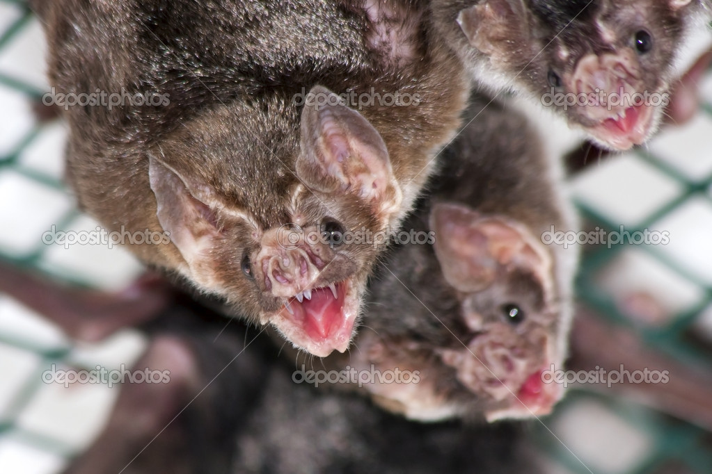 Chauve Souris Vampire Commune Image Libre De Droit Par Belizar C