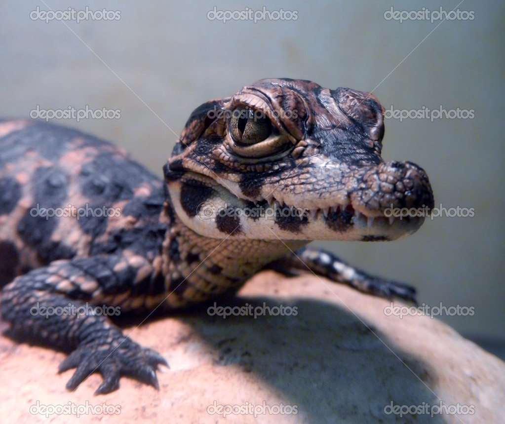 Dwarf Crocodile Baby Stock Photo By C Belizar