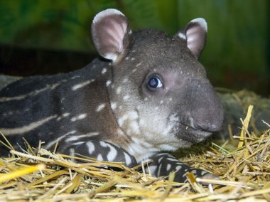 Tapir baby clipart