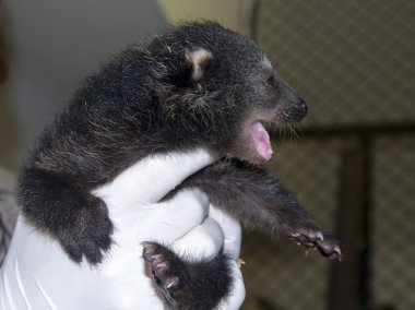 binturong bebek