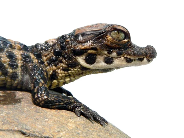 Criança de crocodilo anão — Fotografia de Stock