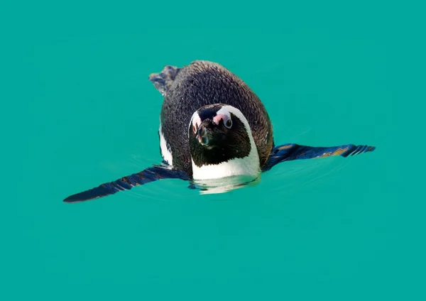 Afrika pengueni