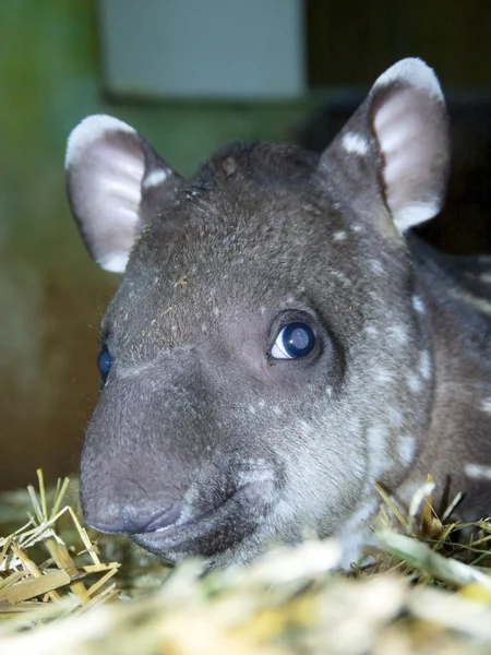 Tapir baby — Stockfoto
