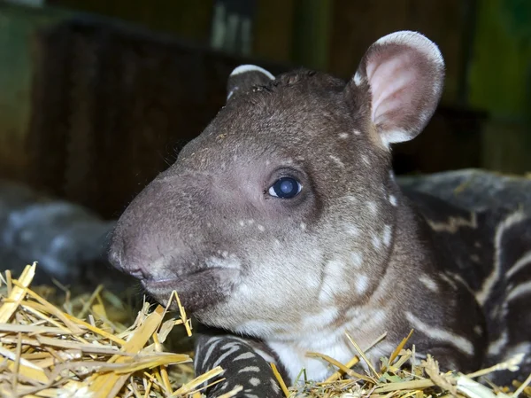 Bebê Tapir — Fotografia de Stock