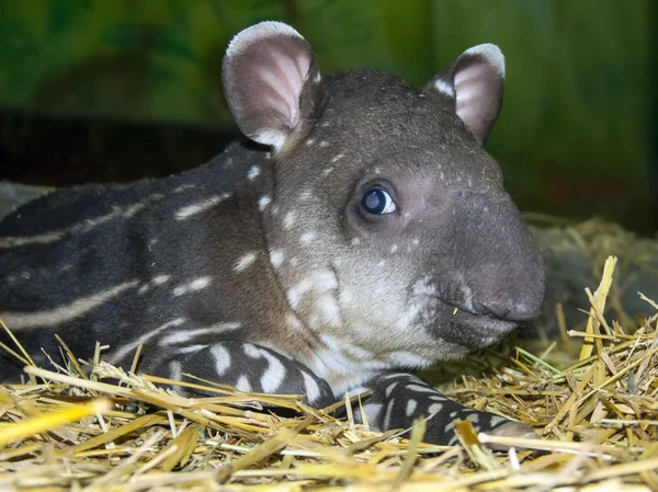 Bebê Tapir — Fotografia de Stock