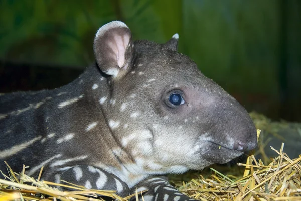 Baby tapiro — Foto Stock