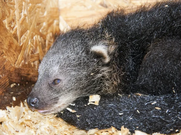 Bambino binturong — Foto Stock