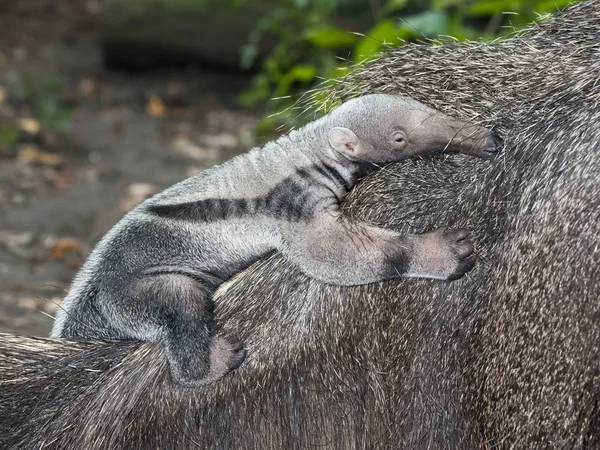 Anteater baby — Stock Photo, Image