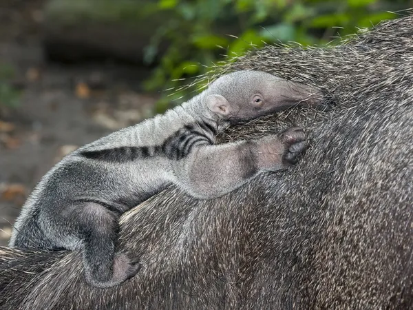 Anteater baby — Stock Photo, Image