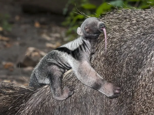 Anteater baby개미핥기 아기 — 스톡 사진