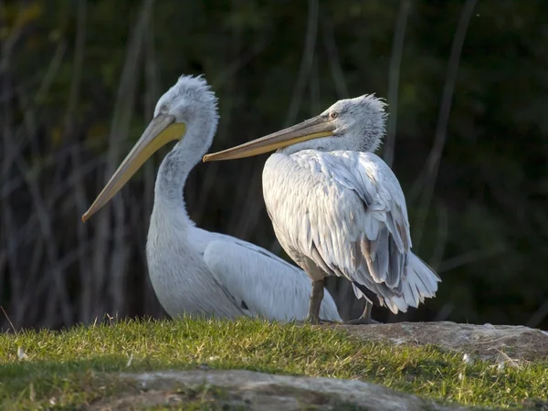Dalmatian pelicans — Stock Photo, Image