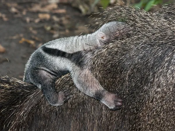 Anteater baby — Stock Photo, Image