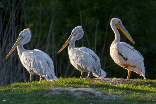 Pelicans — Stock Photo, Image