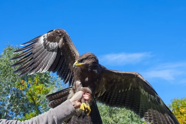 Kleiner Seeadler — Stockfoto