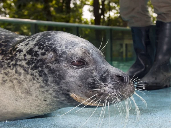 Harbour seal — Stock Photo, Image