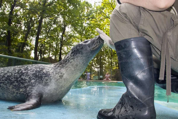 Harbour seal utbildning — Stockfoto