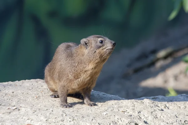 Rock Hyraxar — Stockfoto