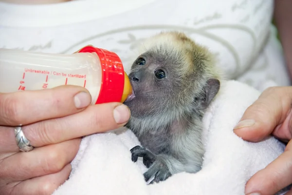 Schwarzes Brüllerbaby — Stockfoto