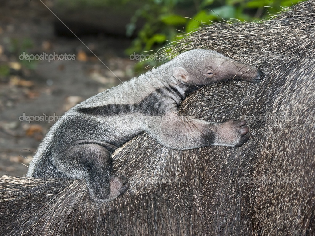 depositphotos_34657321-stock-photo-anteater-baby.jpg