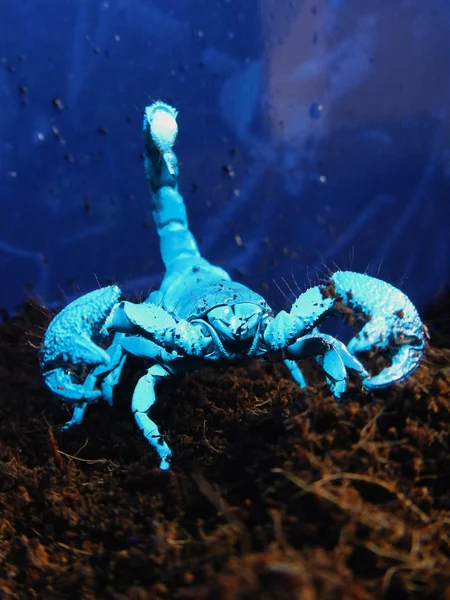Scorpion i UV-belysning — Stockfoto