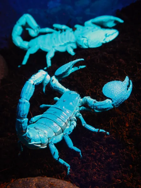 Scorpion i UV-belysning — Stockfoto